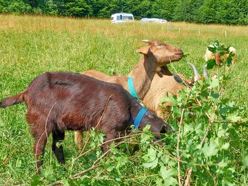 Goats and sheep graze over the site