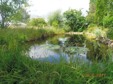 The pond is a delight with frogs, drangonflies and some great crested newts