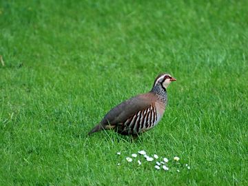 Red-legged partridge