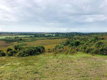 Plenty of walks nearby in the new forest