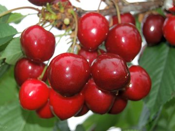 Fruit of the farm