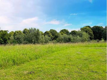 Meadow area