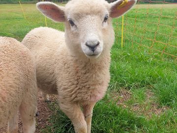 April lambs