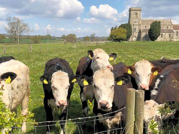 Meet the locals