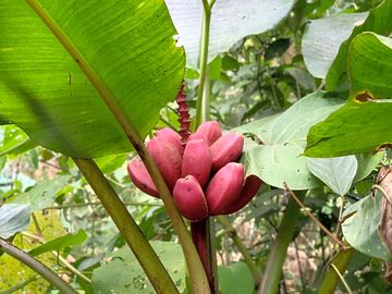 Rose banana