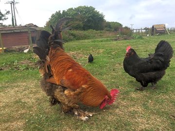 Fresh eggs for sale