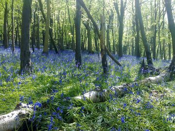A wander in brenscombe wood, straight from your tipi