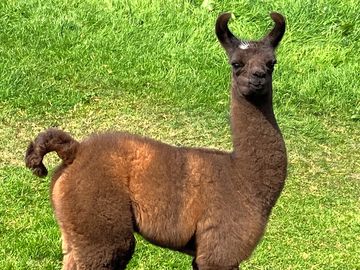 One of the llamas