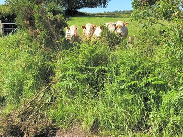 The site's curious cows