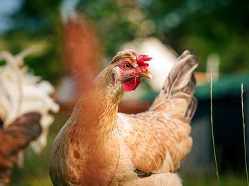 Free-range hens
