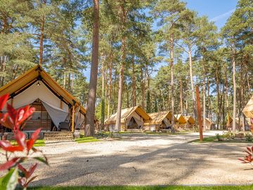 Safari tents