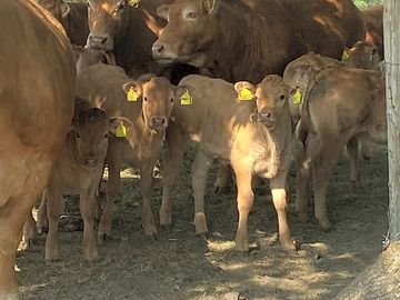 Cows