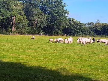 Sheep on site