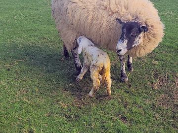 Lambing time