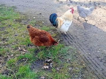 Our farmyard chicken