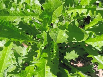 Vegetables around the site