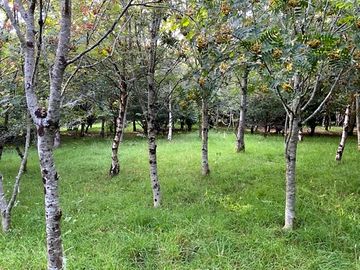 Pitch among the trees