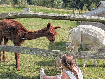 They have alpacas, goats, chickens and horses