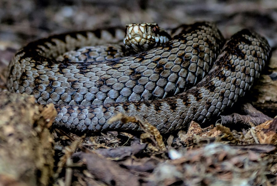 Adders are the UK’s only poisonous snake (S N Pattenden/Unsplash)