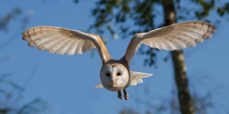 Look out for barn owls at Orford Ness (Danny moore / Pixabay)