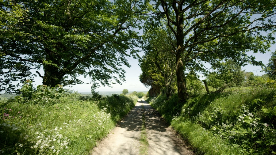 Pembrokeshire Bridleway (Mark Pell/Unsplash)