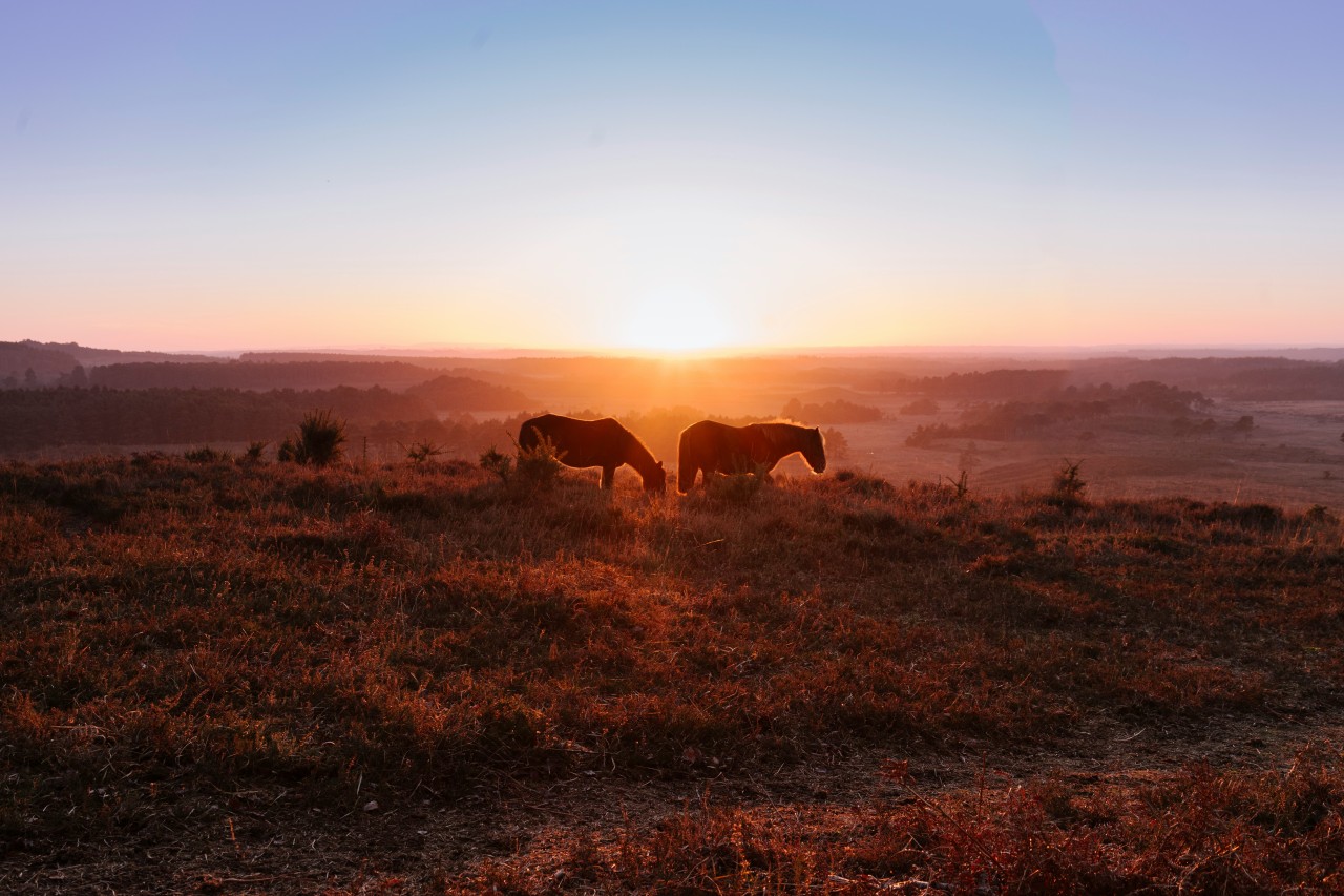 Look out for the famous wild ponies when you’re visiting the New Forest (Neil Cooper/Unsplash)
