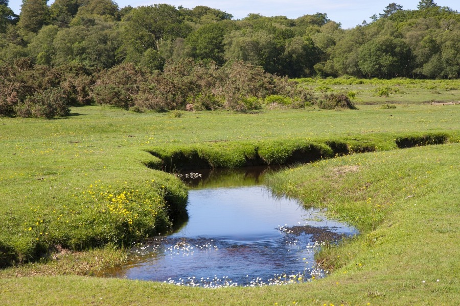 New Forest Heathland (No-longer-here/Pixabay)