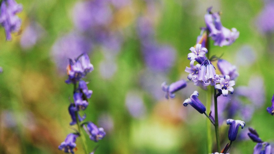 Bluebells in the late spring (Chloe Skinner/Unsplash)