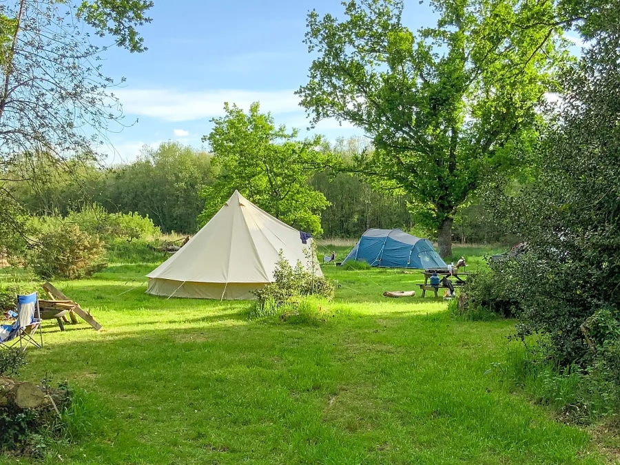 Dog-friendly camping in the northern New Forest
