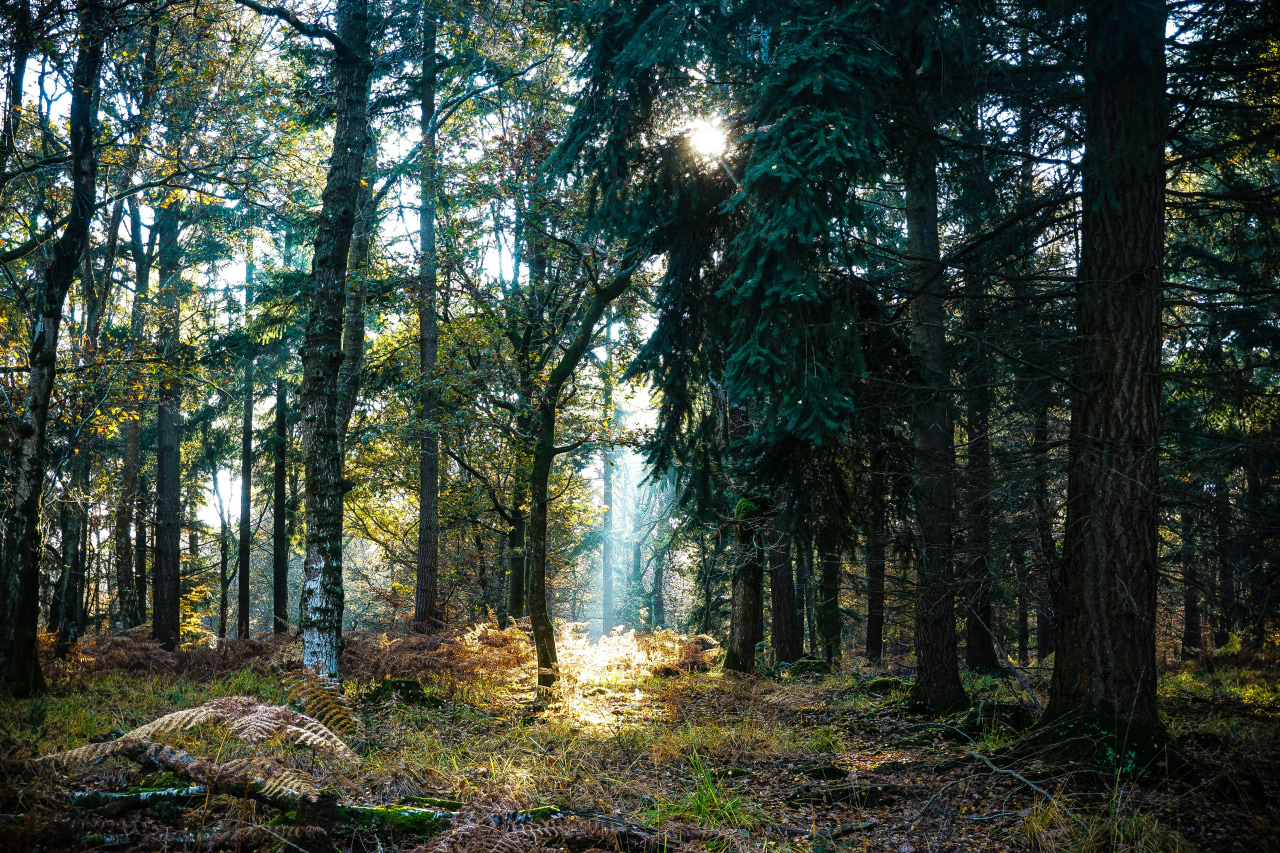 Denny Wood, New Forest (Liam Charmer/Unsplash)