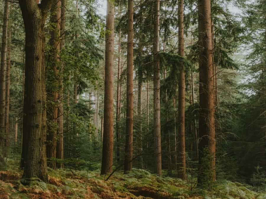 American redwoods on the Tall Trees Trail (Annie Spratt/Unsplash)