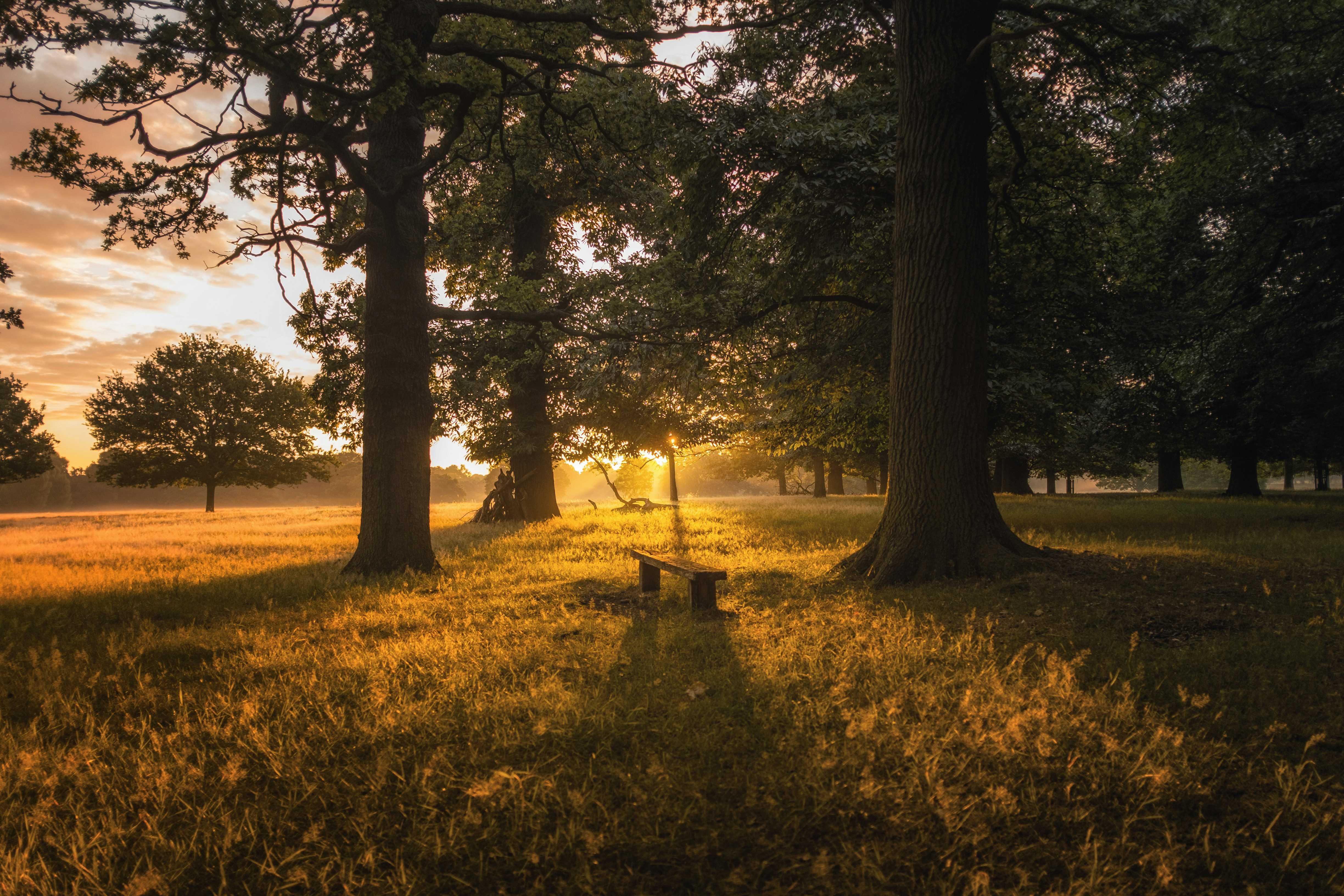 Visit a park, visit a village in Buckinghamshire A country park walk is a wonderful way to get some fresh air at any time of day (Simon Wilkes/Unsplash)