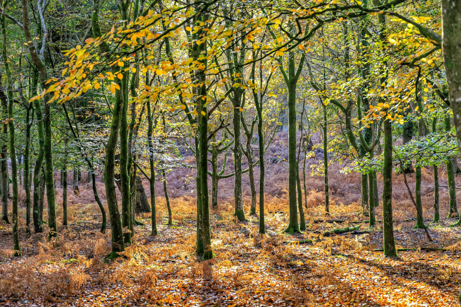 Young beech trees at Bolderwood Arboretum (Richard Loader/Unsplash)