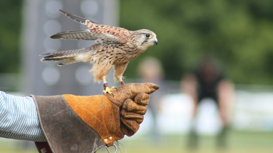 There are falconry displays at Bolton Castle (David White/Unsplash)