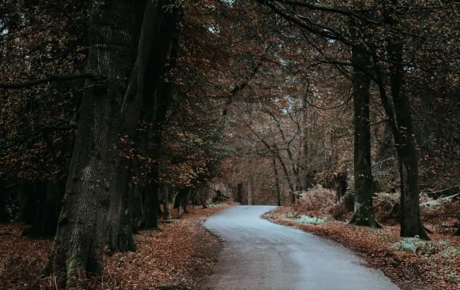 Many trails in the New Forest National Park are accessible for wheelchair users (Annie Spratt/Unsplash)