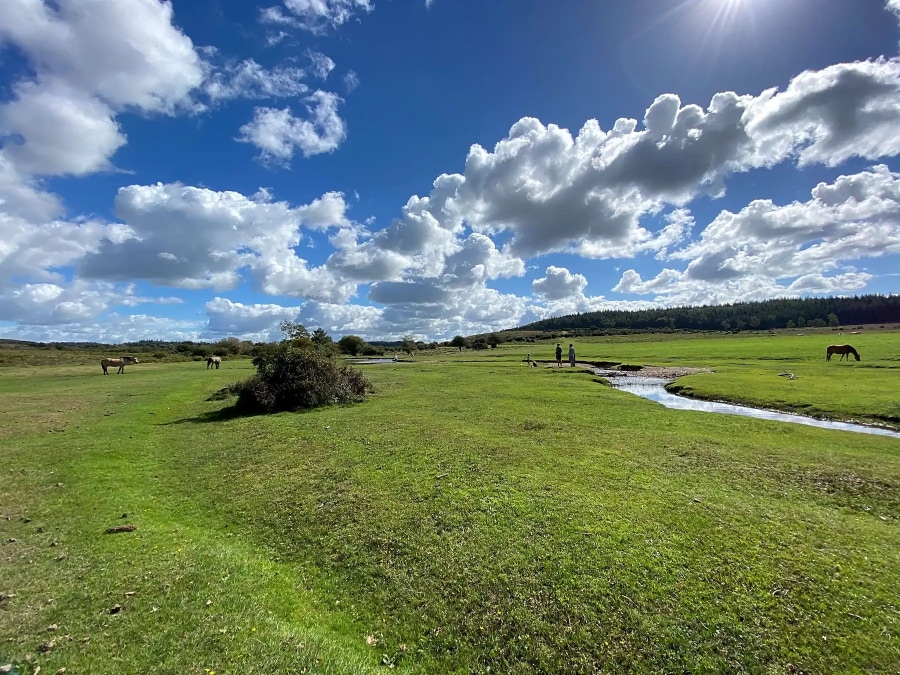 New Forest ponies enjoying the area’s expansive heaths