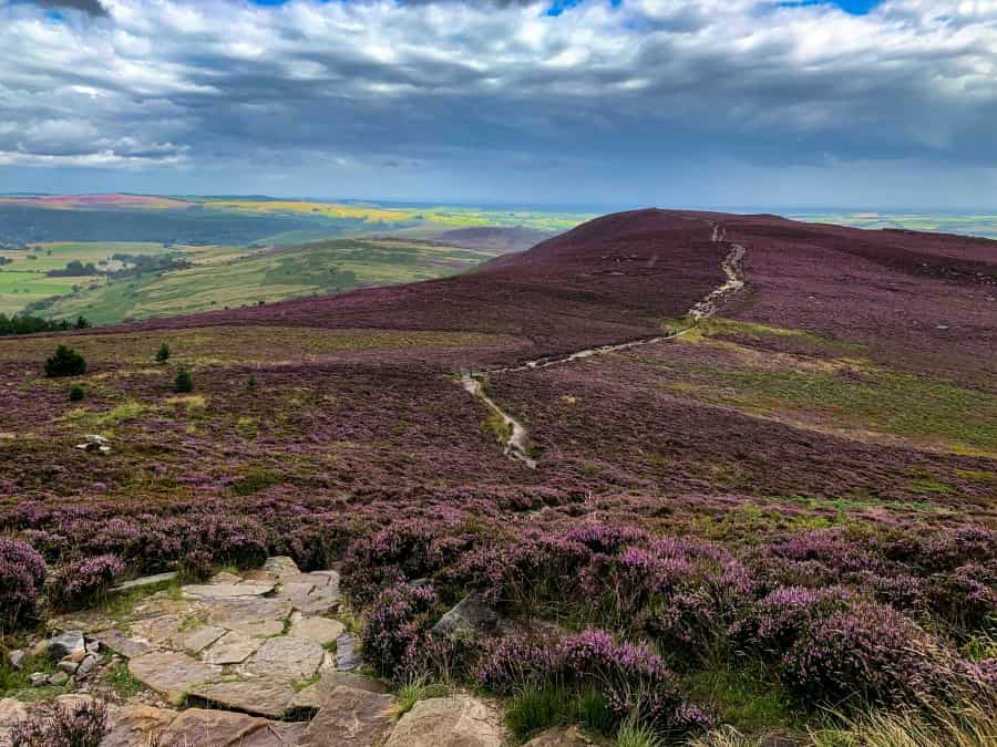 Heather blooming on the Simonside Hills (Gabe Fender/Unsplash)