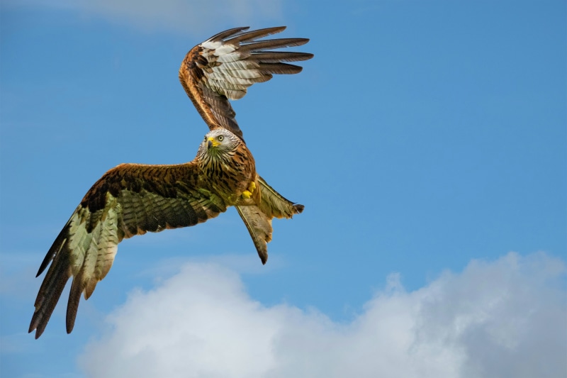 See the red kites up close (Phil Robson/Unsplash)