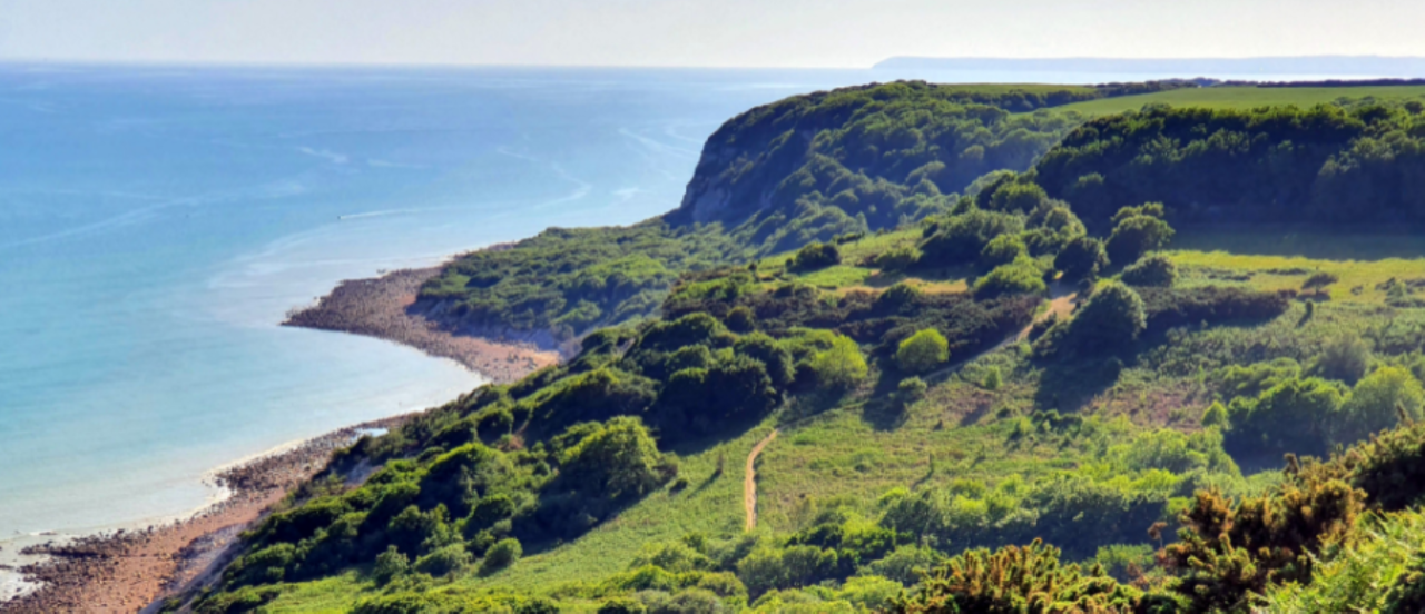 A view of the coastline where trees meet the cliff and beach