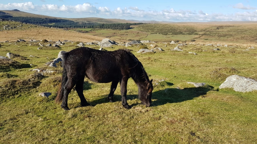 Dartmoor pony grazing wild on high moorland (Sue Winter/Unsplash)