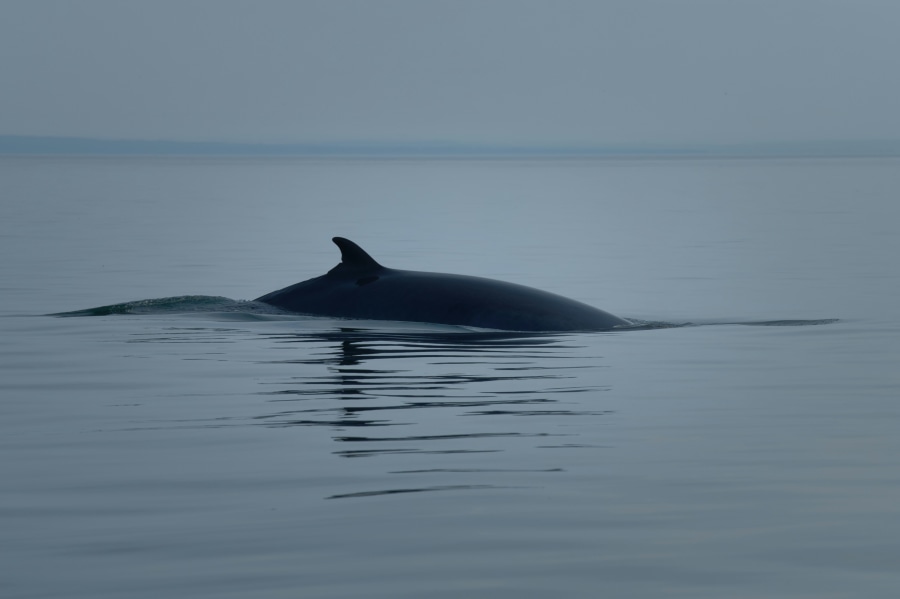 Minke whale (Karl-Heinz Müller/Unsplash)