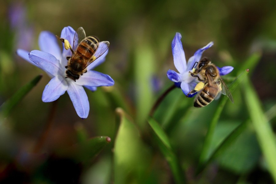 Bees (Nennieinszweidrei/Pixabay)