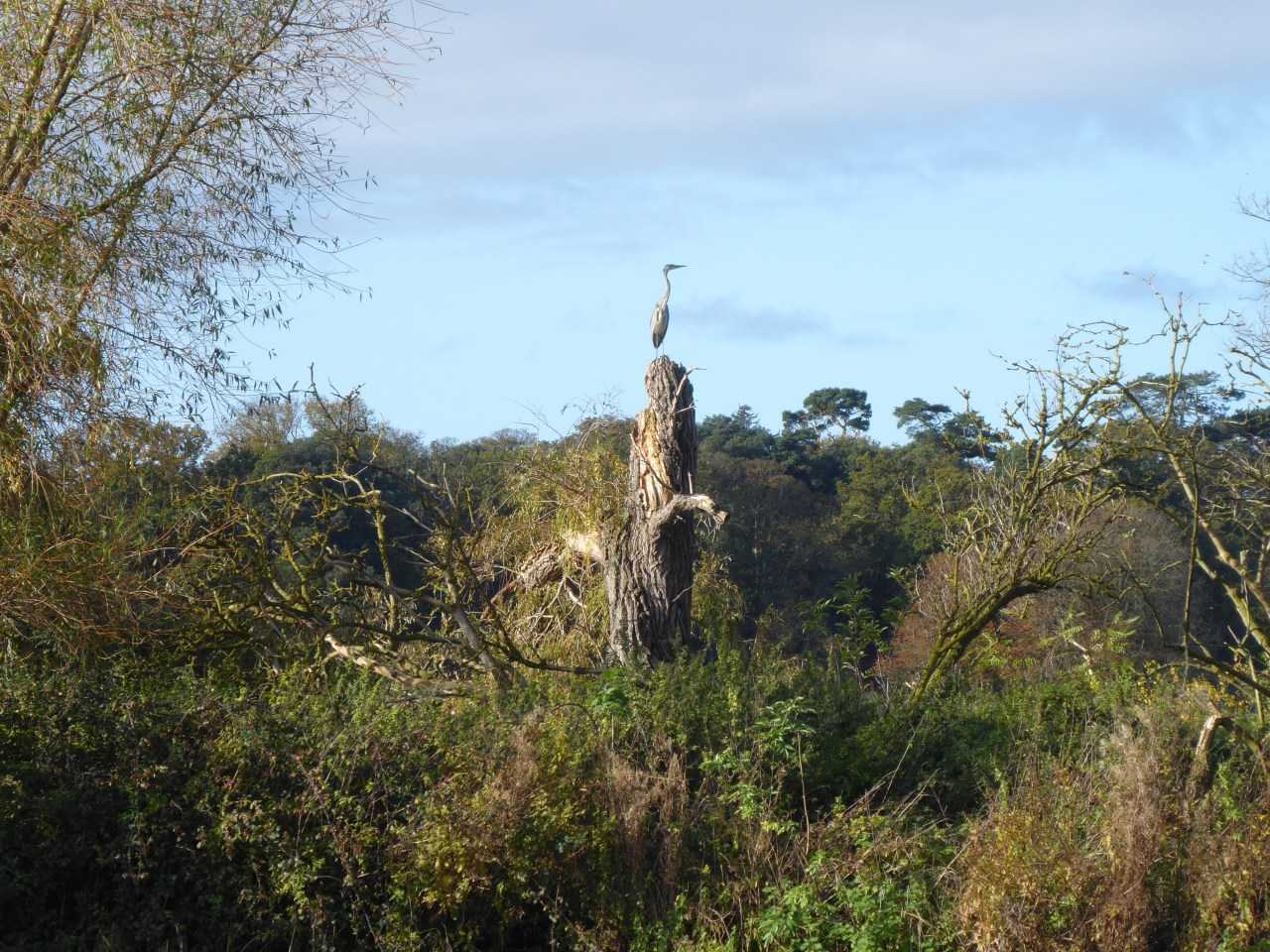 A heron surveys the Norfolk countryside