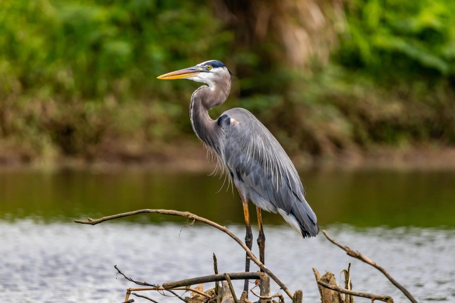 Grey herons fish in the waters of Meldon Reservoir (Diego Madrigal/Pexels)