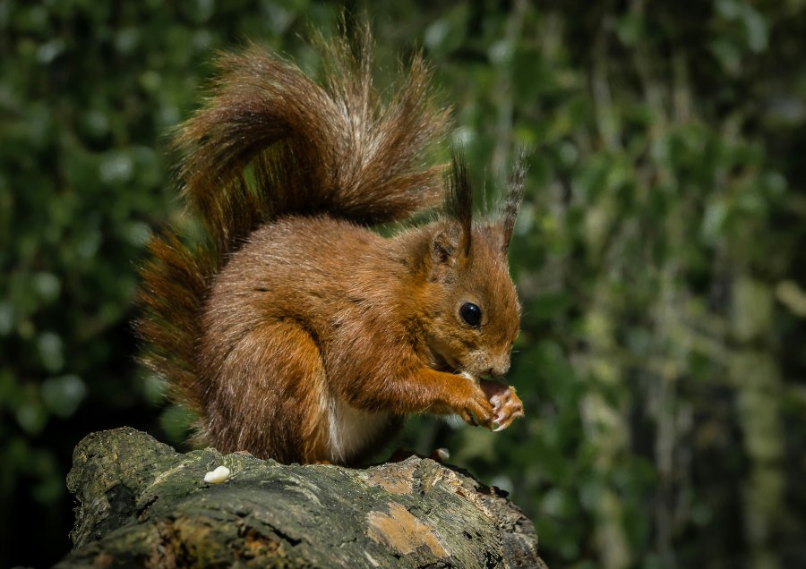 Red squirrels are among the wildlife you might spot in Loch Lomond & The Trossachs National Park (James Armes/Unsplash)