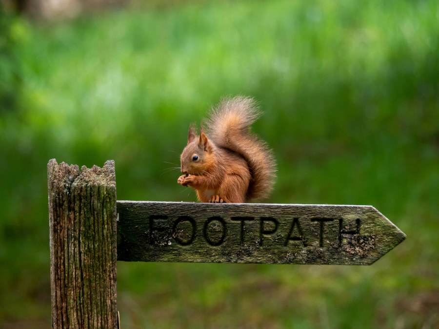 Red squirrel (Andy Willis/Unsplash)