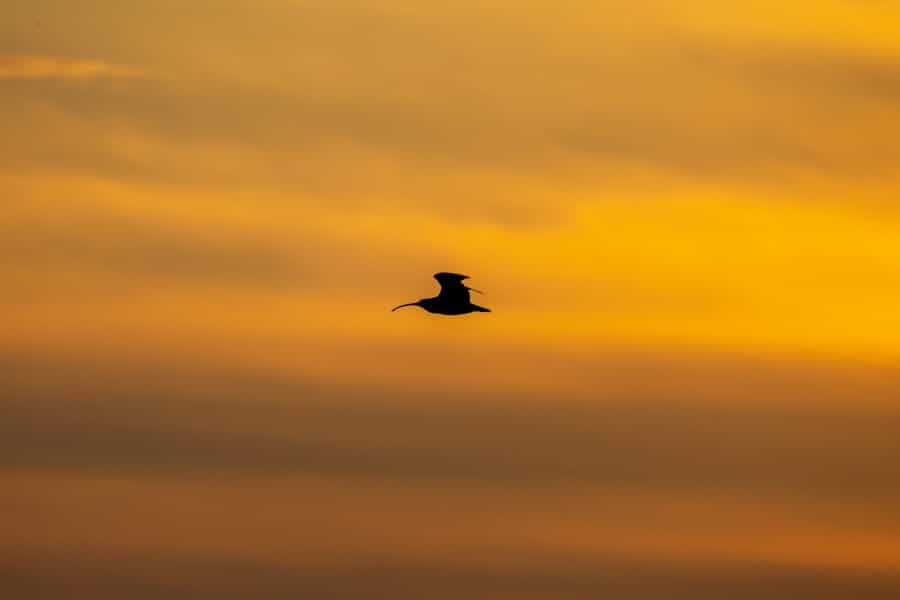 Silhouette of a curlew (Pete Godfrey/Unsplash)