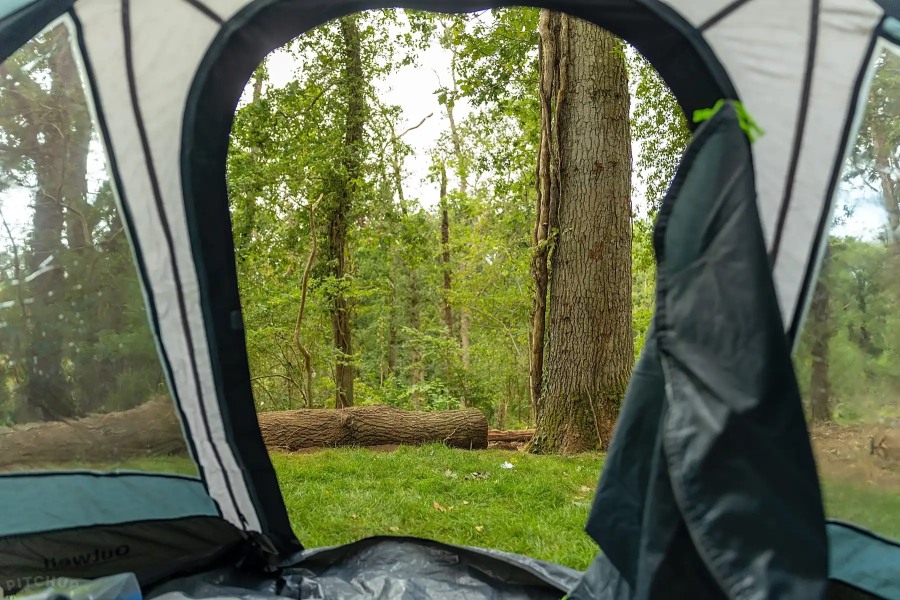 Wake up to wildlife in Dartmoor
