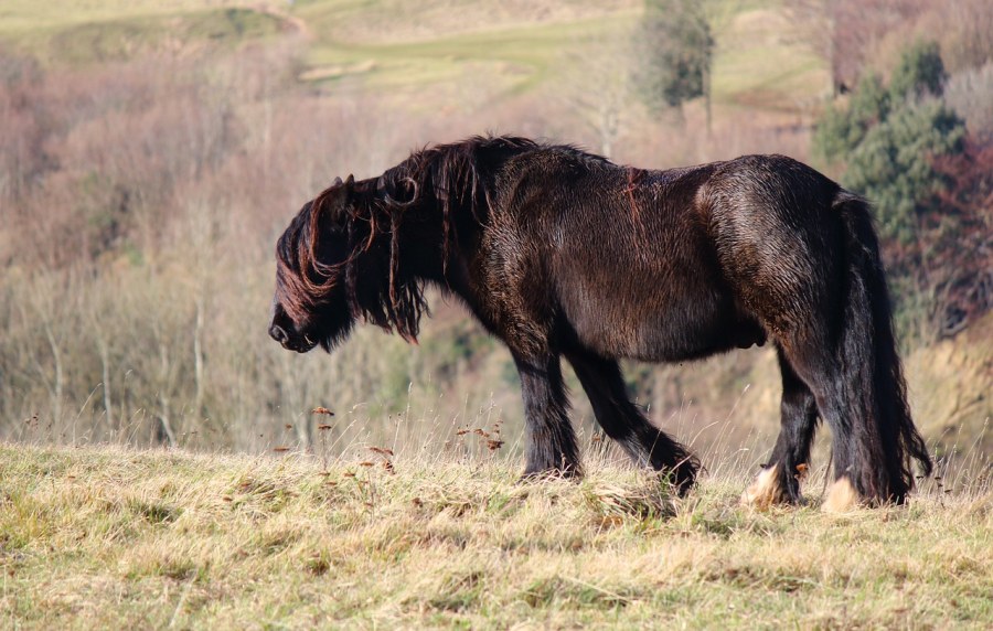 Fell ponies are hardy breed able to stay outside through long Cumbria winters (Level Up Filming/Pixabay)