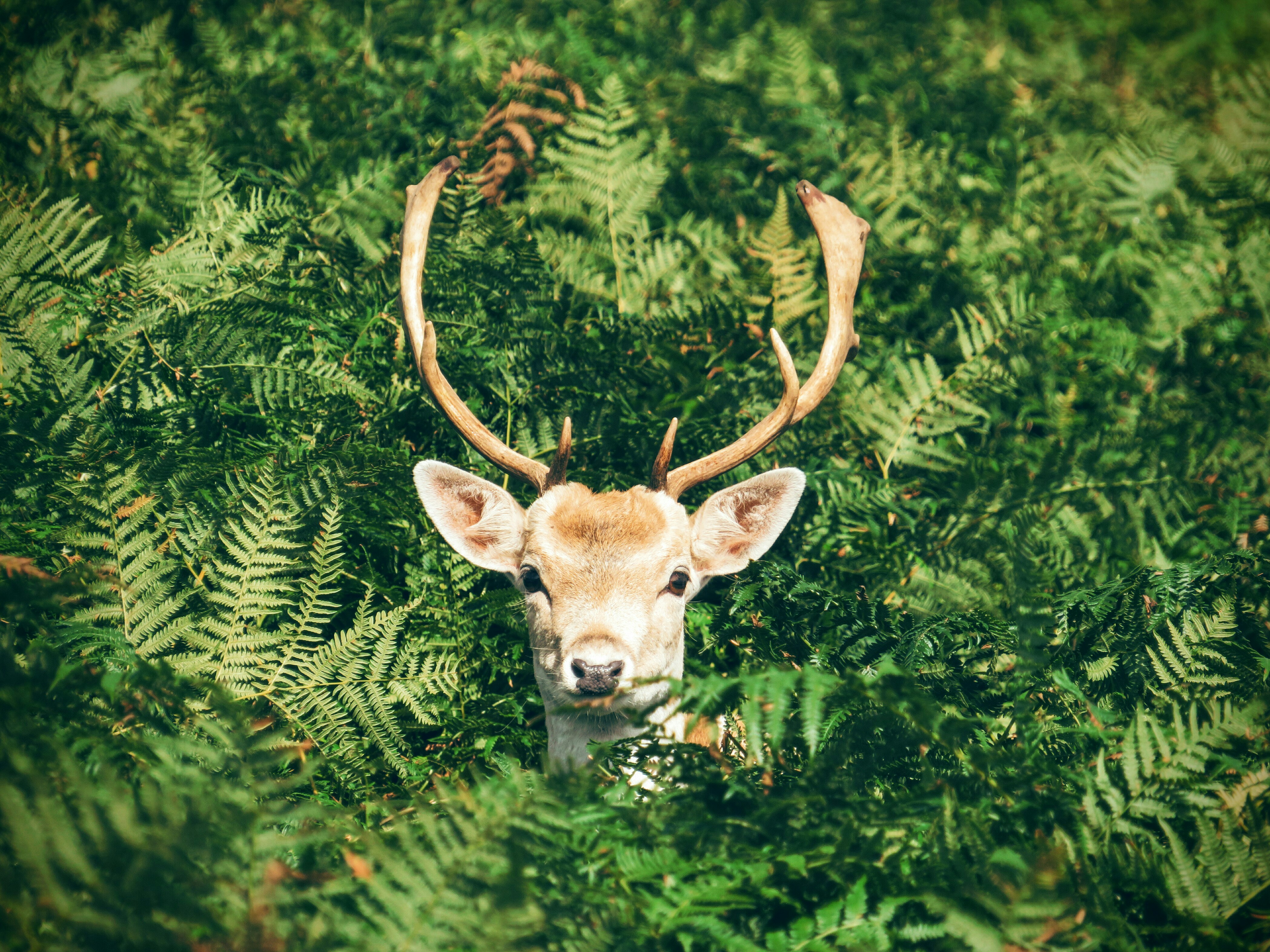 Deer popping up to say hello at Bradgate Park (Chris Greenhow/Unsplash)